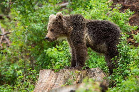 Young brown bear, ursus arctos, standing on stump in summer nature. Wild predator cub watching in forest wilderness. Little mammal staring on tree in woodland.