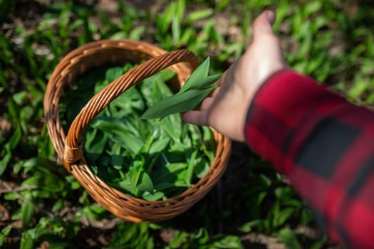 Human hand adding freshly picked bear garlic, allium ursinum, to the basket in forest. Person throwing green spicy leaves to the wooden container. Man gathering fresh plants in spring.