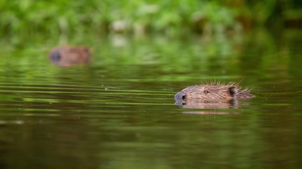 Eurasian beaver, castor fiber, swimming in water in a summertime nature. Brown rodent peeking out of the river in green environment. Wild aquatic mammal floating in swamp.