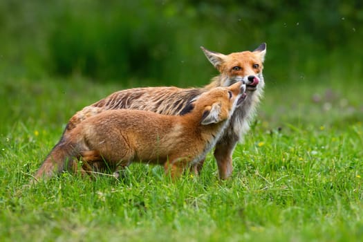 Two red fox, vulpes vulpes, touching with nose on meadow in summer. Mother with cub licking on grassland in summertime. Adult orange mammal with baby animal kissing on glade.