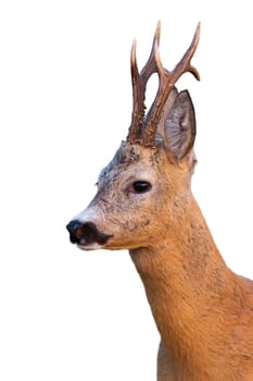 Roe deer, capreolus capreolus, head looking aside isolated on white background. Detail of antlered mammal cut out on blank. Portrait of a buch watching with copy space.