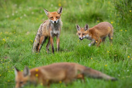 Little red fox, vulpes vulpes, with mother playing on flower glade. Adult orange mammal with cubs moving on meadow in summer. Multiple animals looking on pasture.