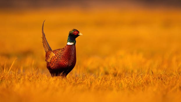 Common pheasant, phasianus colchicus, standing on dry field in golden hour. Ring-necked bird looking on grassland illuminated by warm light. Brown feathered animal walking on sunny meadow with copy space.