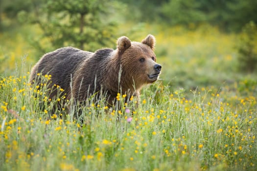 Brown bear, ursus arctos, standing on blooming meadow in summer nature. Large mammal predator looking on field wet from morning dew with yellow wildflowers.