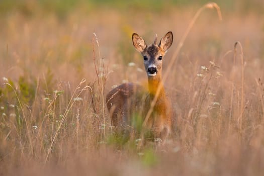 Young roe deer, capreolus capreolus, looking to the camera on dry field in summer. Roebuck standing in long grass in sunlight. Mammal with growing antlers watching on glade.