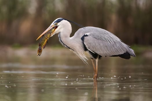 Grey heron, ardea cinerea, hunting for a fish inside a river in springtime nature. Long-legged bird fishing in water in spring. Feathered animal with long beak eating prey in swamp.