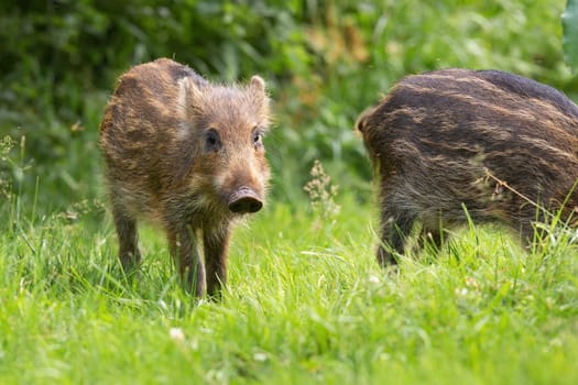Little wild boar, sus scrofa, standing on grass in spring nature. Striped piglet looking on pasture in springtime. Young swine watching on green meadow.