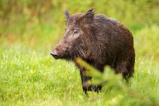 Wild boar, sus scrofa, looking on green pasture in summer nature. Brown swine standing on grassland in wilderness. Furry animal in fresh green wilderness.