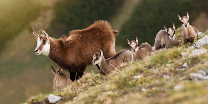 Bunch of tatra chamois, rupicapra rupicapra tatrica, standing on horizon in alpine mountains. Adult wild goat with kids staring down from rocks in spring. Family of mammals with curved horns.