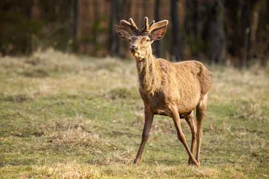 Alert red deer, cervus elaphus, with new velvet antlers looking on field. Wild stag standing on meadow in springtime nature. Male mammal watching on pasture.