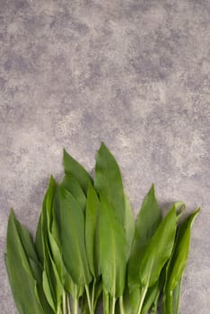 Fresh wild garlic leaves on a textured background, empty copy space for text
