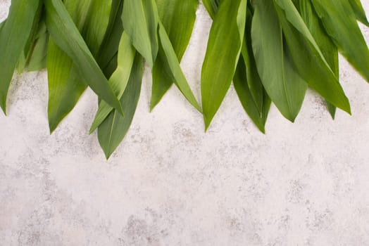 Fresh wild garlic leaves on a textured background, empty copy space for text