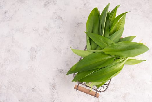 Fresh wild garlic leaves on a textured background, empty copy space for text