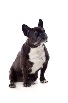 Portrait in Studio of a cute bulldog isolated on a white background