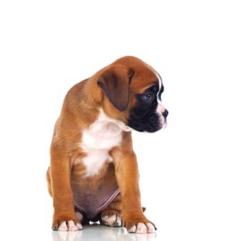 Adorable boxer puppy sitting on a isolated white background
