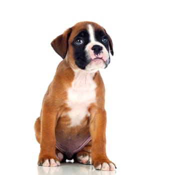 Adorable boxer puppy sitting on a isolated white background