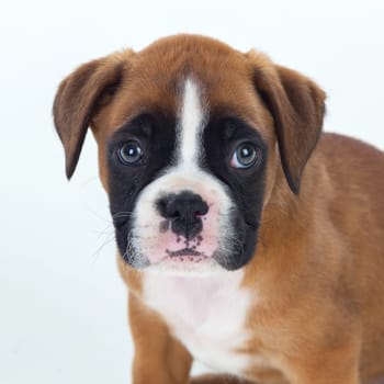 Adorable boxer puppy sitting on a isolated white background