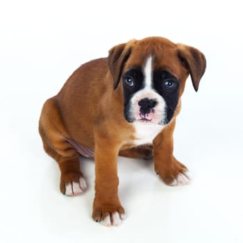 Adorable boxer puppy sitting on a isolated white background