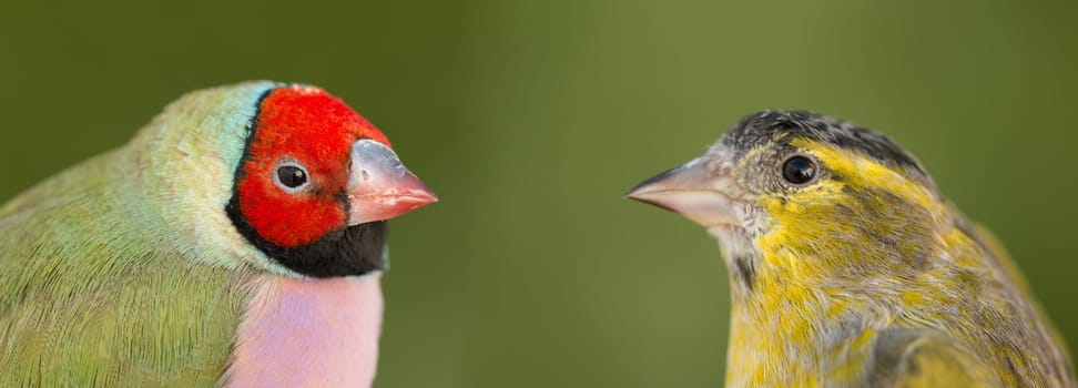 Beautiful bird with red face looking at other one in the countryside
