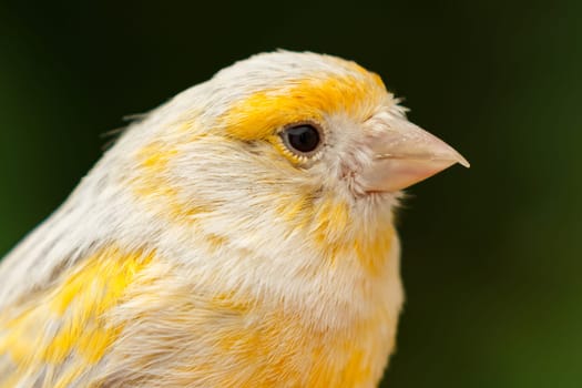 Beautiful yellow canary with a nice plumage
