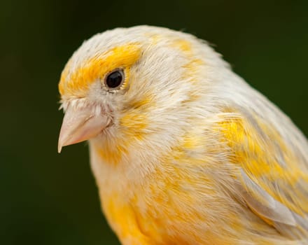 Beautiful yellow canary with a nice plumage