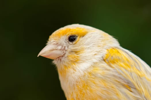 Beautiful yellow canary with a nice plumage