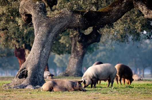 Iberian pigs grazing among the oaks in the field of Extremadura
