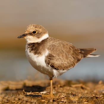 Little cute water bird. Nature background. Common bird Ringed Plover.
