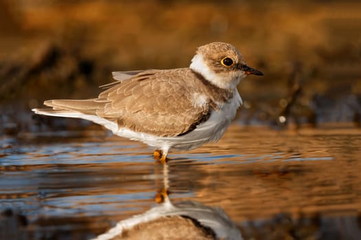 Beautiful wader bird drinking on the water with a beautiful orange color