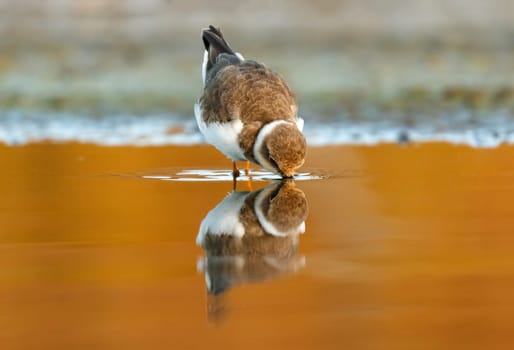 Beautiful wader bird drinking on the water with a beautiful orange color