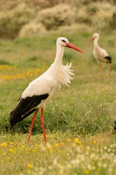 Elegant white stork walking in the field