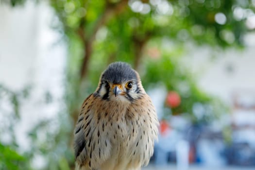 Beautiful profile of a kestrel in the nature with a natural background