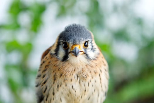 Beautiful profile of a kestrel in the nature with a natural background