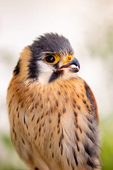 Beautiful profile of a kestrel in captivity