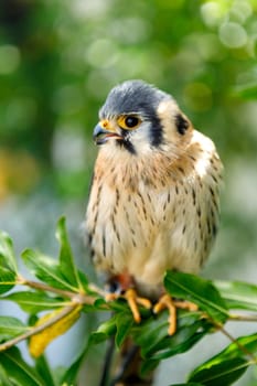 Beautiful profile of a kestrel in the nature with a natural background