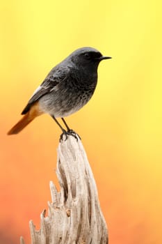 Small bird on a trunk with a yellow background