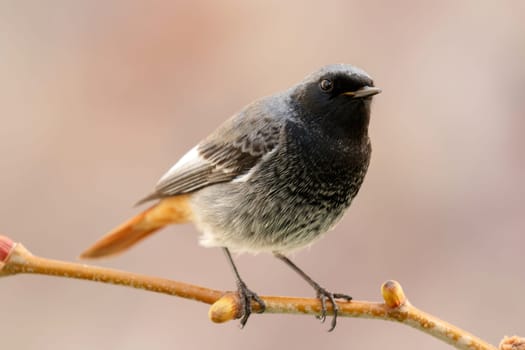 Small bird on a branch with a pink background