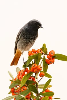Pretty bird with a nice orange red plumage on a branch full of red berries