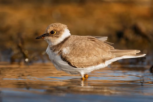 Little cute water bird. Nature background. Common bird Ringed Plover.