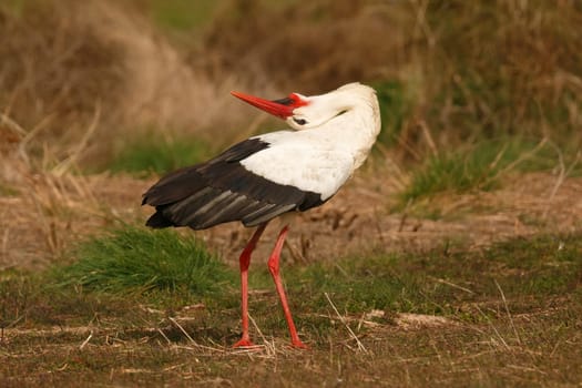 Elegant white stork walking in the field