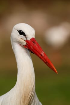 Elegant white stork walking in the field