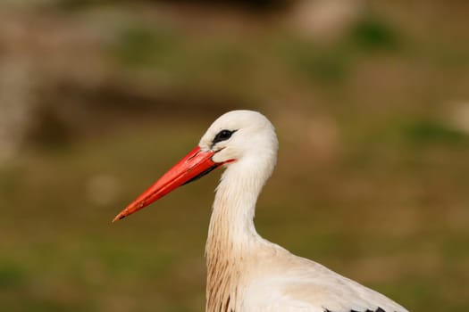 Elegant white stork walking in the field