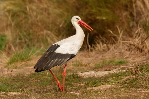 Elegant white stork walking in the field