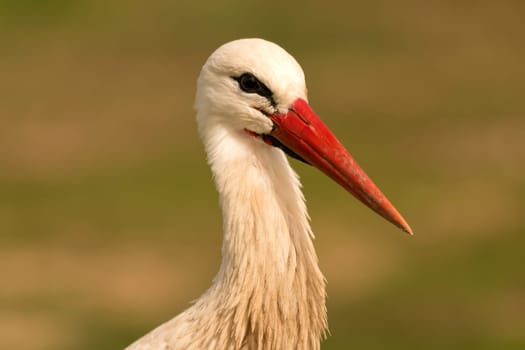 Portrait of a elegant stork on a natural background