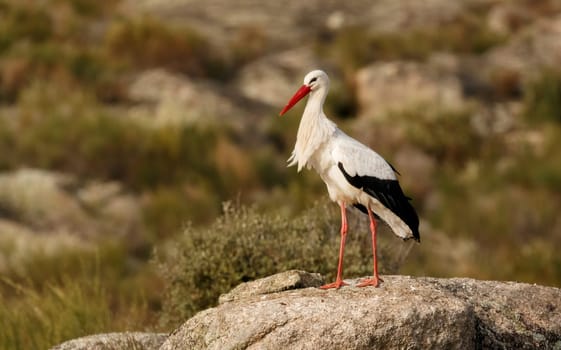 Elegant white stork walking in the field