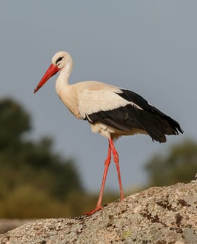 Elegant white stork walking in the field