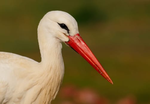 Elegant white stork walking in the field