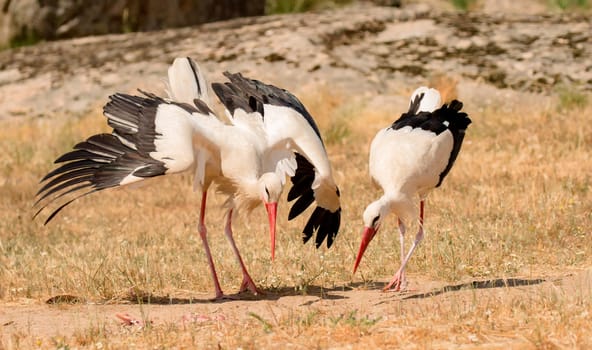Elegant white stork walking in the field