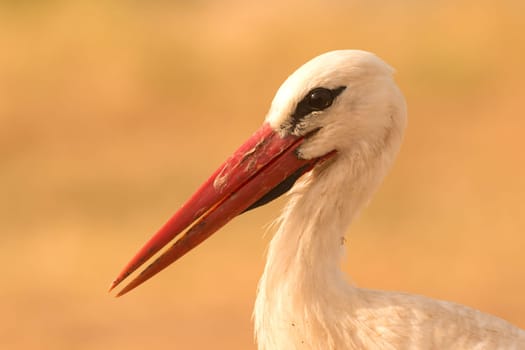 Portrait of a elegant stork on a natural background