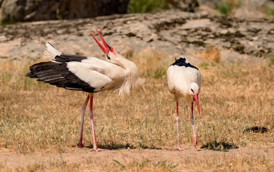 Elegant white stork walking in the field